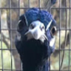 Meet your Posher, Benjamin